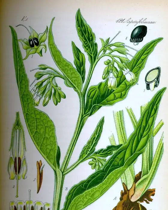 Archival plate of Symphytum officinale, from Thomé, Flora von Deutschland, Österreich und der Schweiz, 1885