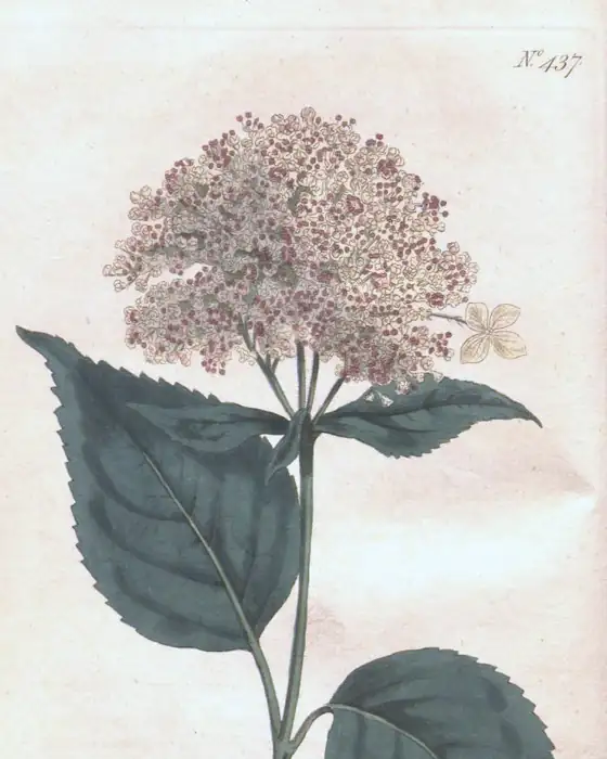 Archival plate of Hydrangea arborescens, from Curtis's Botanical Magazine, plate 437, 1799