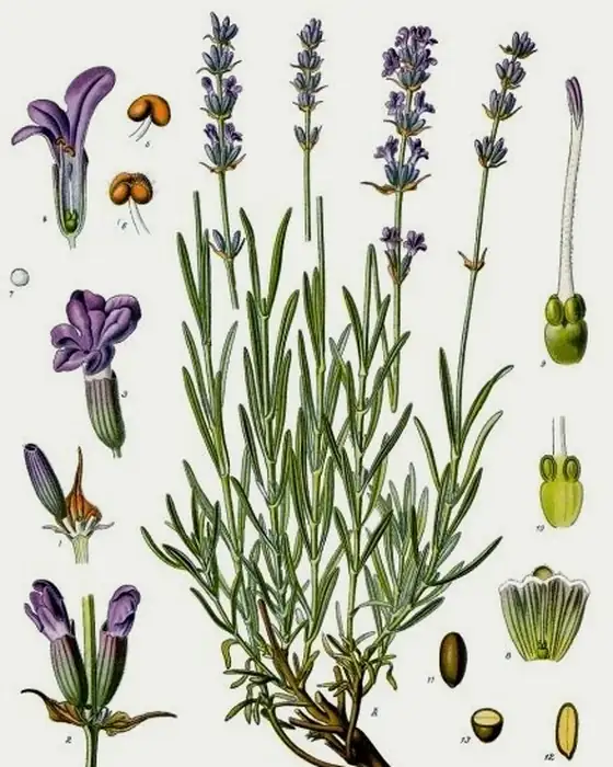 Archival botanical plate of lavender