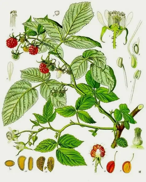Archival plate of Rubus idaeus, from Köhler's Medizinal-Pflanzen, 1887 to 1898
