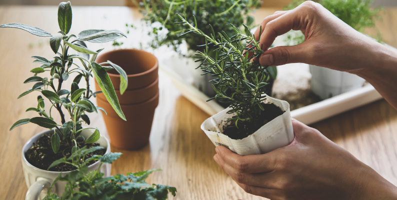 10 Easy to Grow Medicinal Herbs For Your Garden