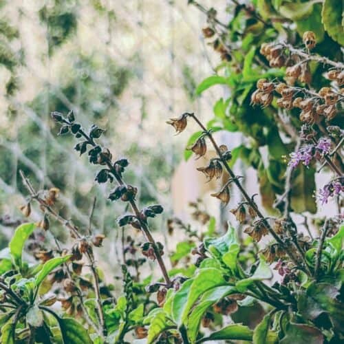 purple flower with green leaves during daytime