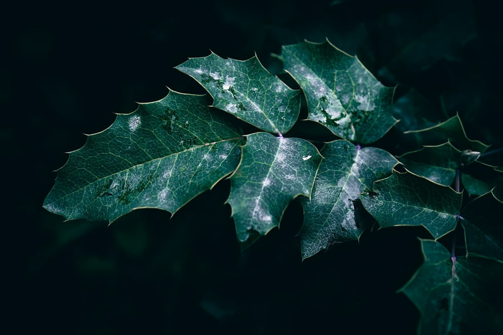 a close up of a green leaf on a black background