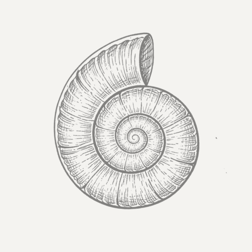 1. Intricate black and white spiral shell illustration for herbalism and natural healing.