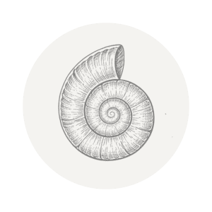 Elegant black and white shell illustration for moss herbalism SEO content.