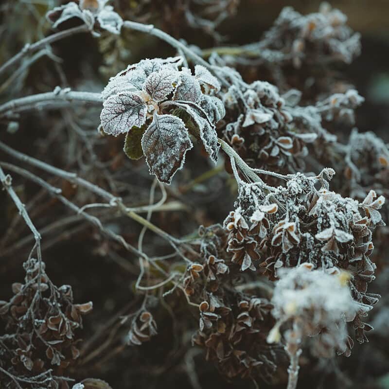 white and brown plant in close up photography