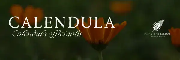 Vibrant Calendula officinalis flower used in herbal remedies for skin health and immune support.