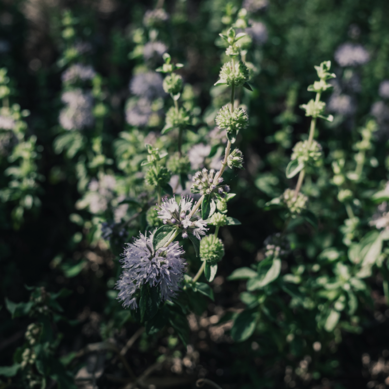 Lavender and herbal plants in a lush garden for natural wellness and herbal remedies.