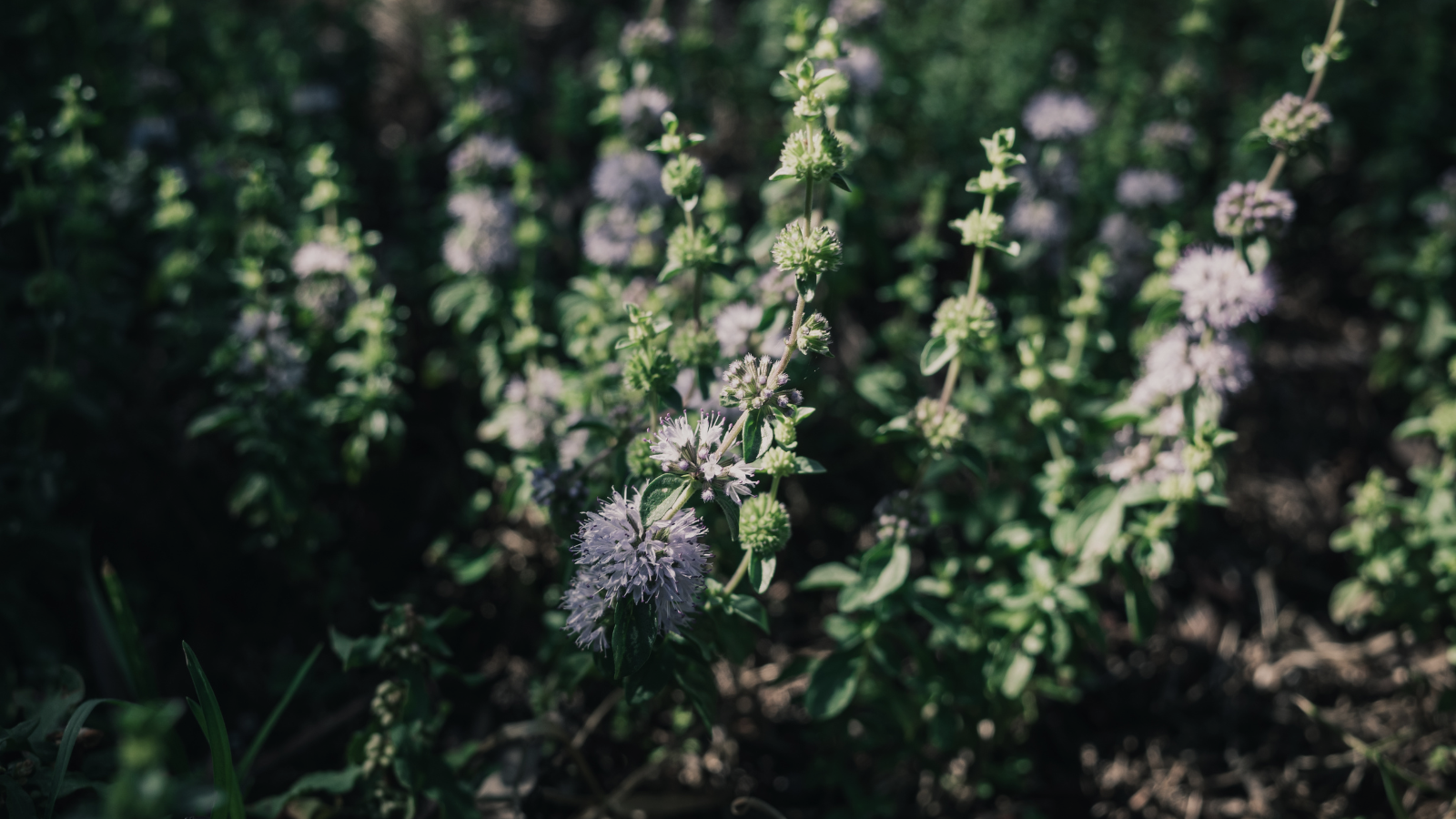 Lavender and herbal plants in a lush garden for natural wellness and herbal remedies.
