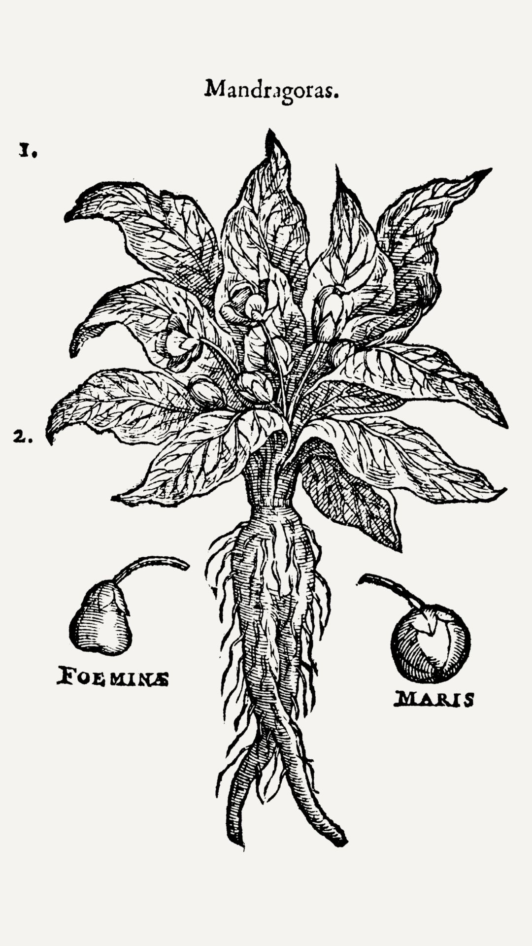 Mandrake folklore botanical illustration