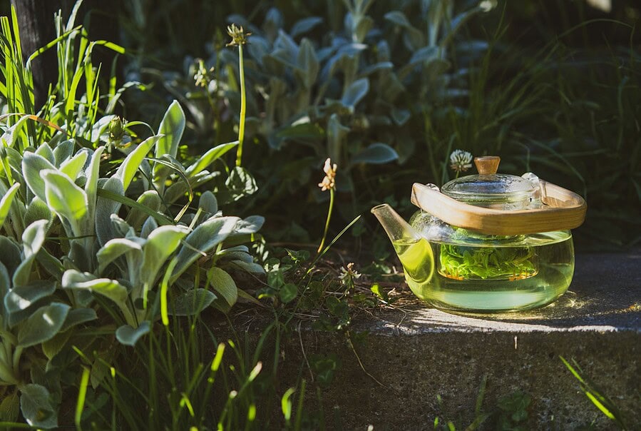 Glass teapot with green liquid in garden