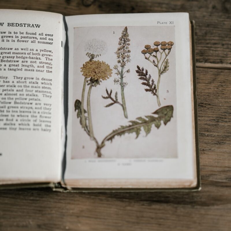 opened book
