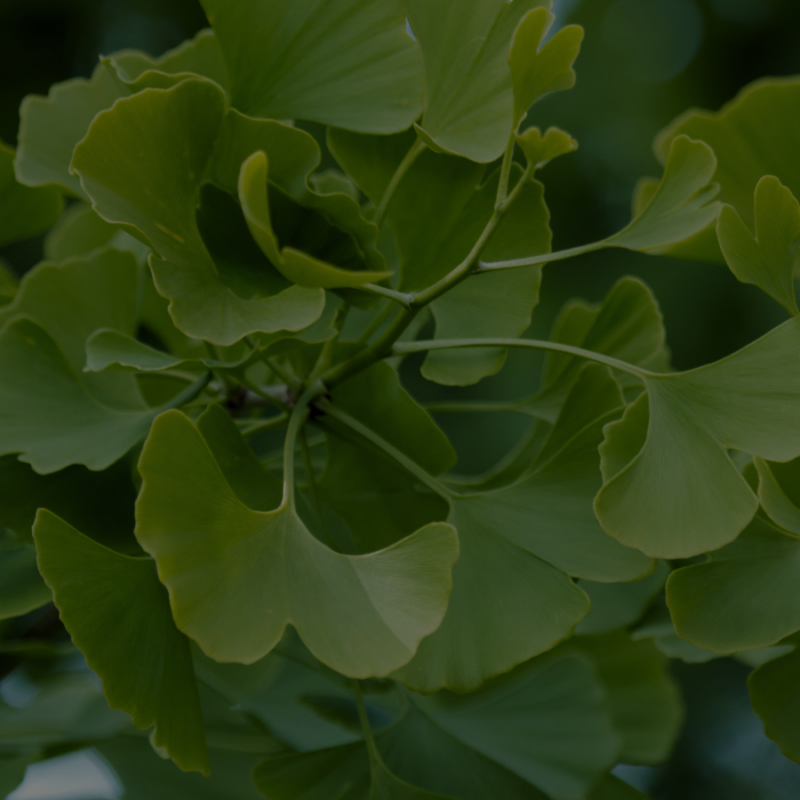 Close-up of vibrant green ginkgo leaves, showcasing herbal plant health benefits.
