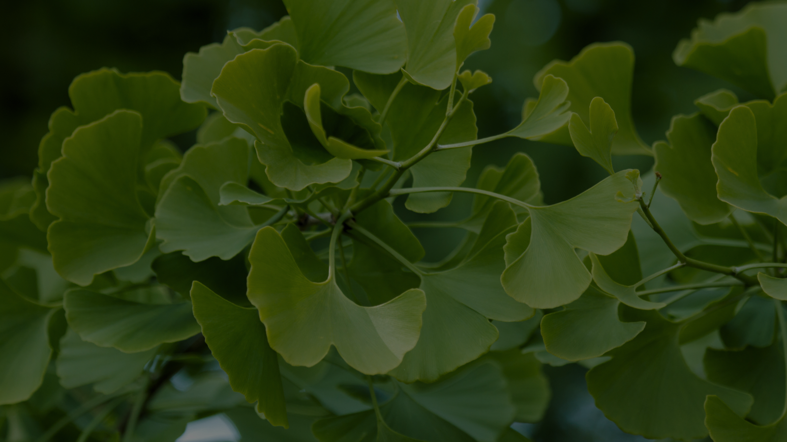 Close-up of vibrant green ginkgo leaves, showcasing herbal plant health benefits.