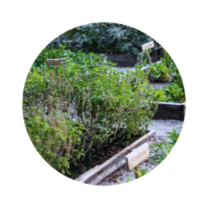 The Herb Garden Planning Course