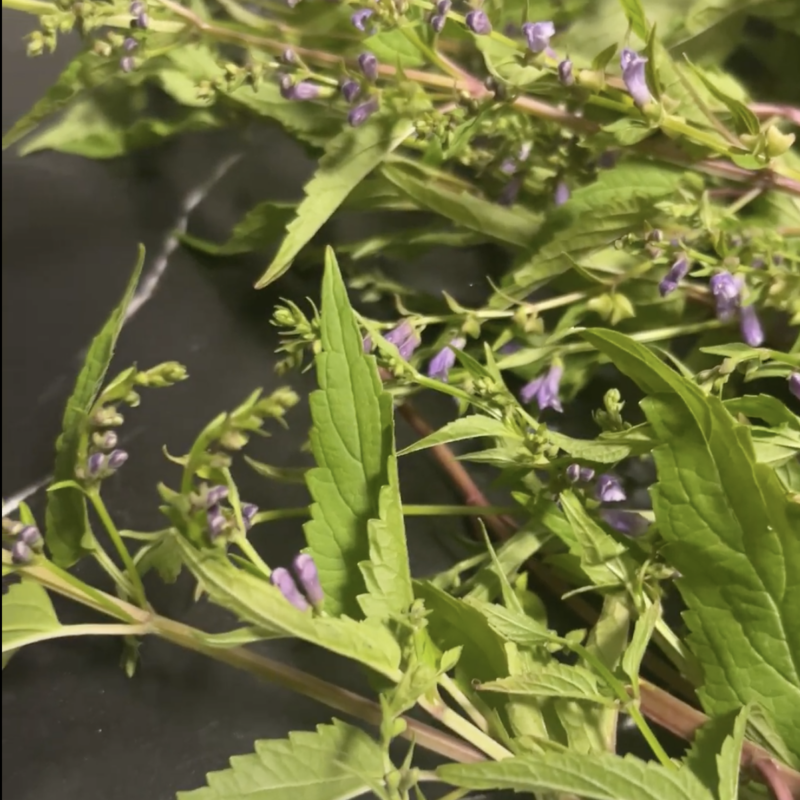 Close-up of nervine herbs with purple flowers and green leaves for herbal remedies.