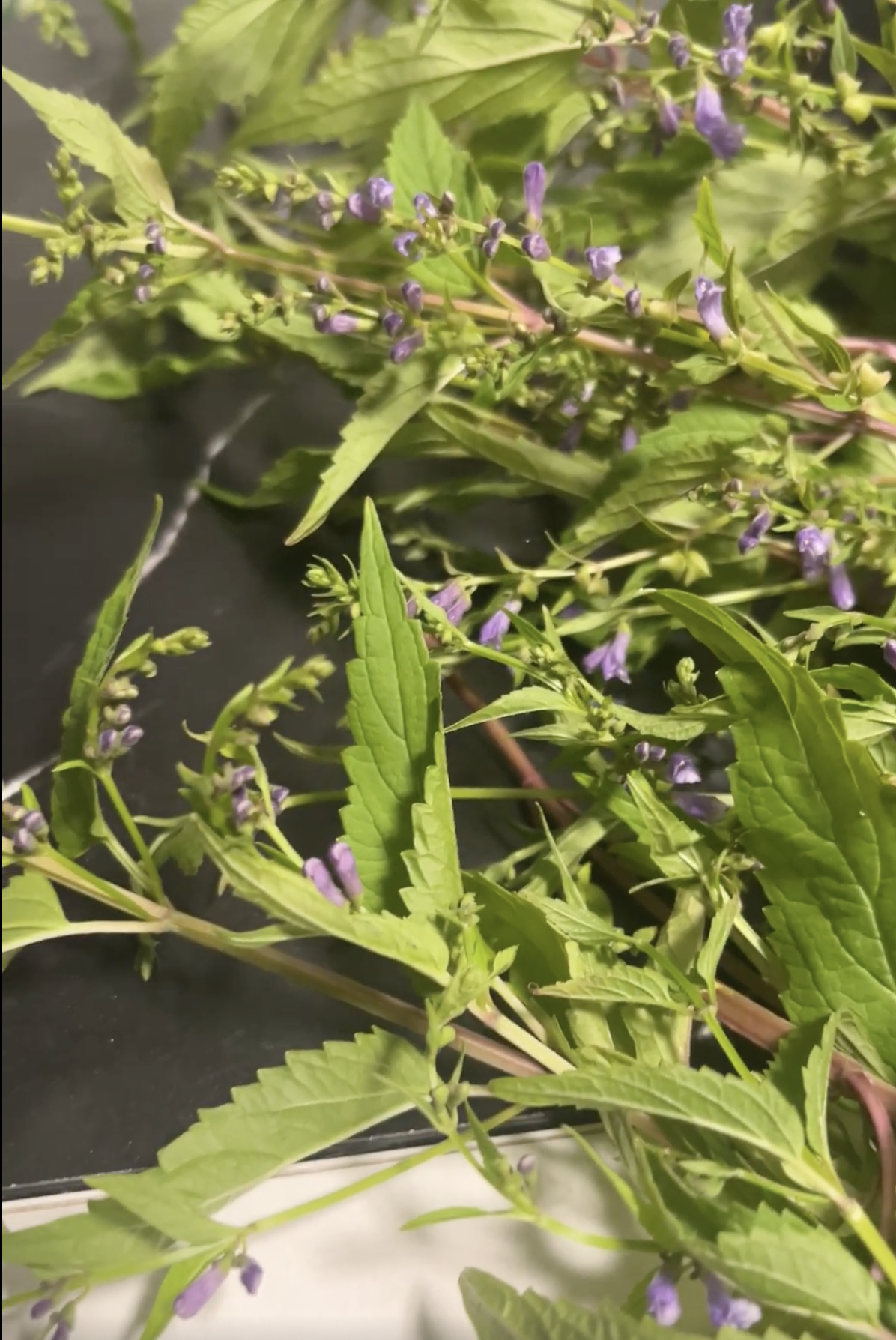 Close-up of nervine herbs with purple flowers and green leaves for herbal remedies.