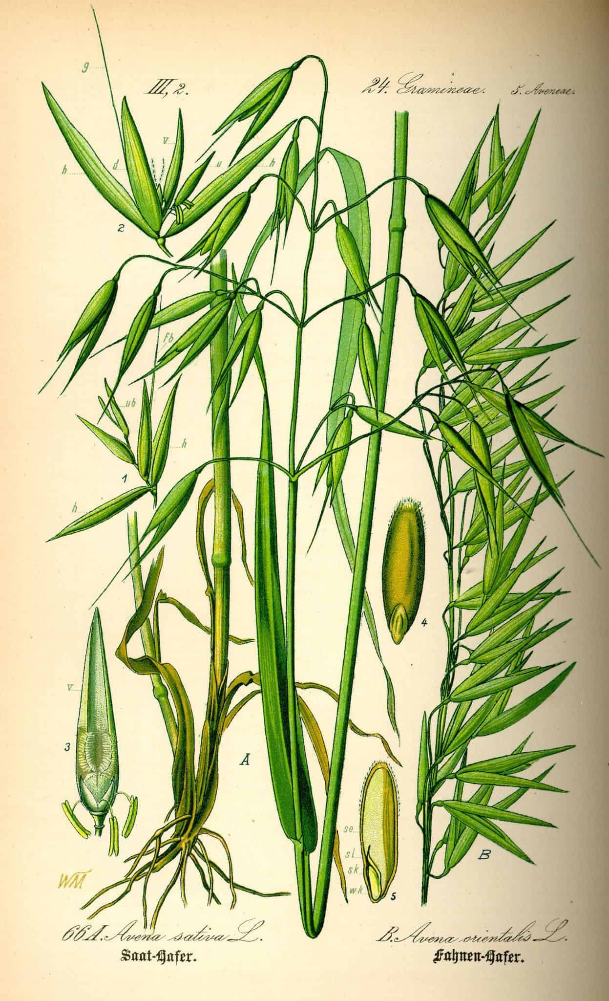 Detailed botanical drawing of nervine herbs used for calming and relaxation.