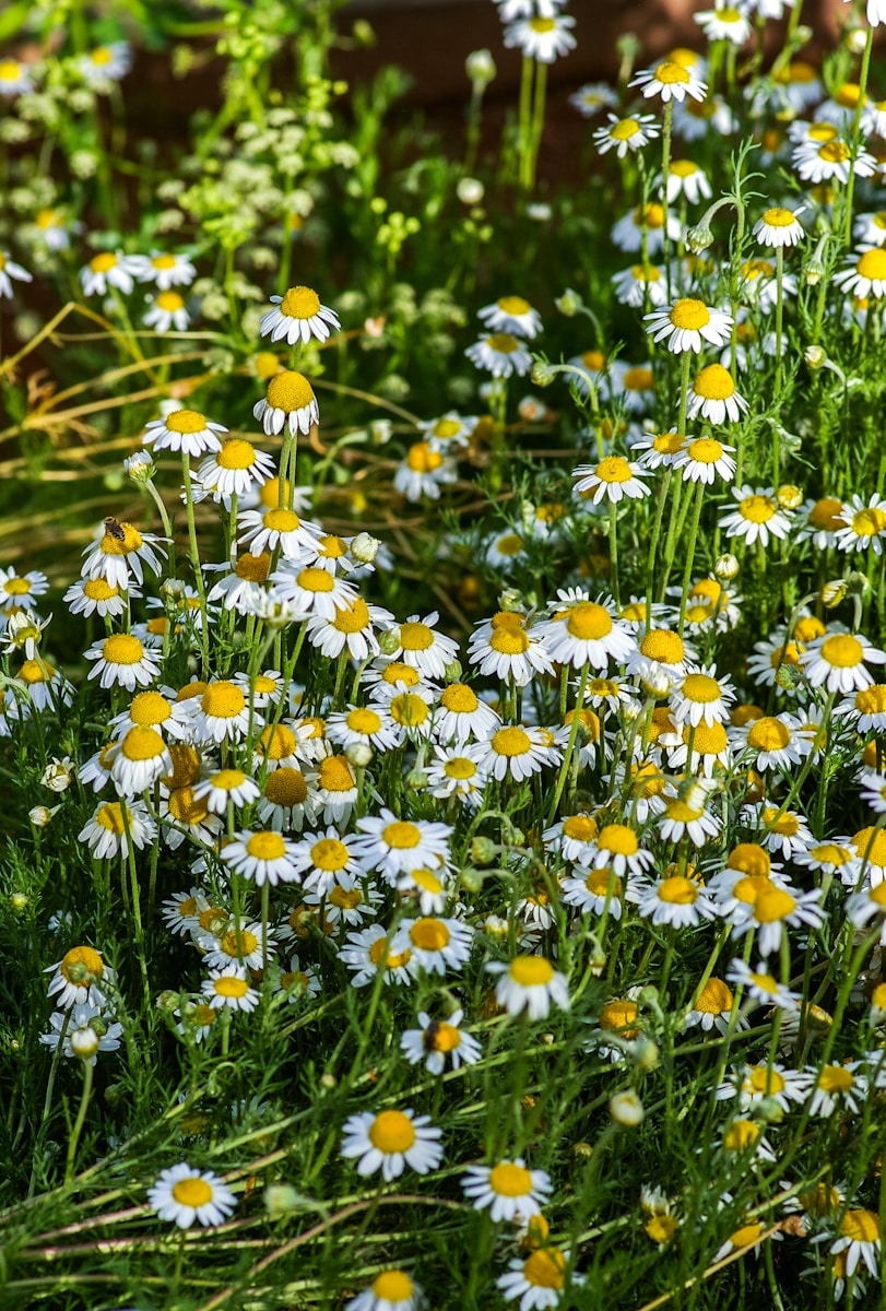 white daisy flowers