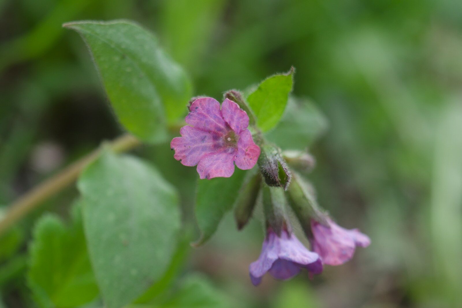 A purple flower blossoms among green leaves.