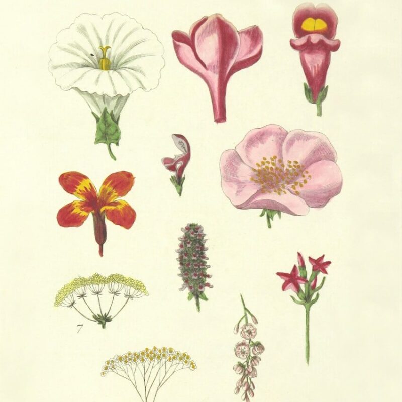 assorted-color flower illustrations