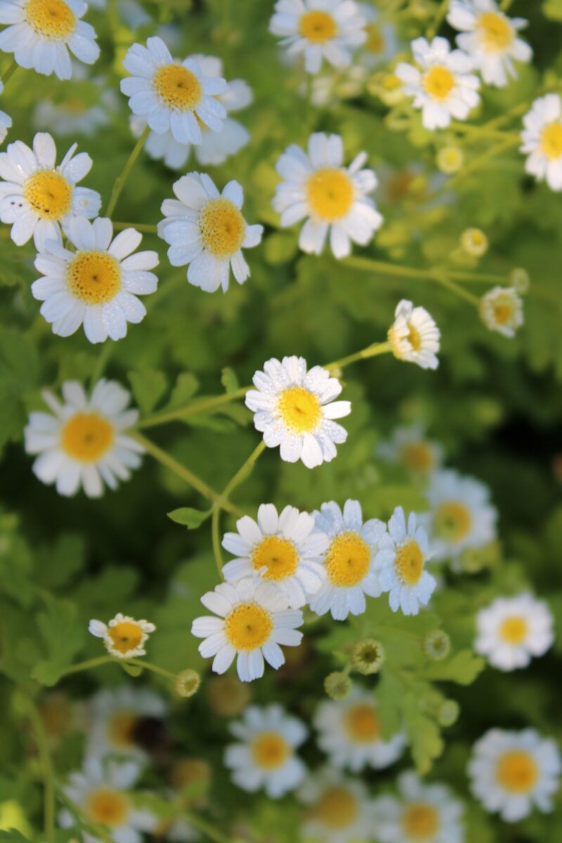 A field of small white flowers with yellow centers.