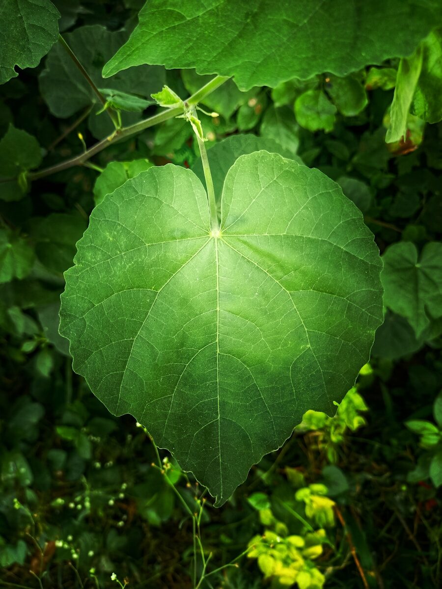 a large green leaf hanging from a tree