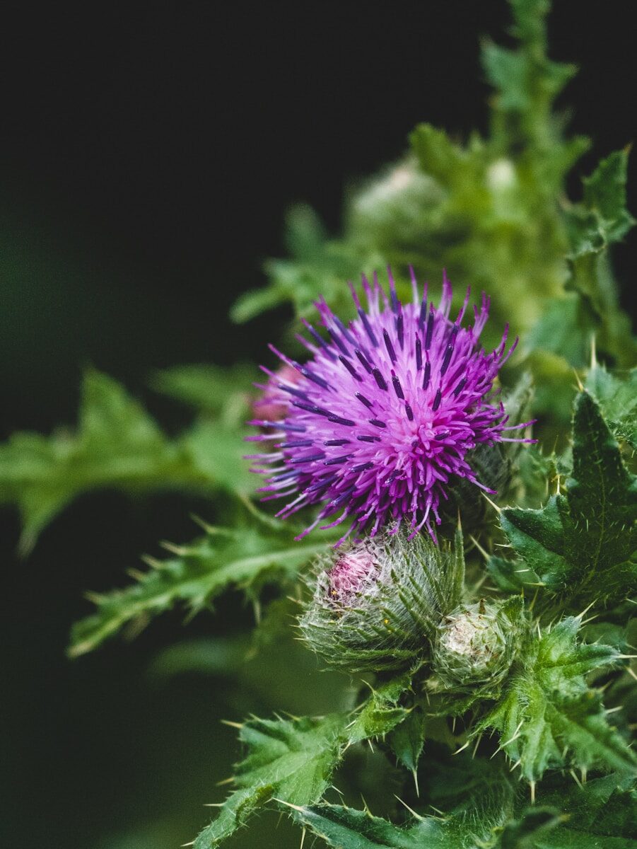 purple flower in tilt shift lens