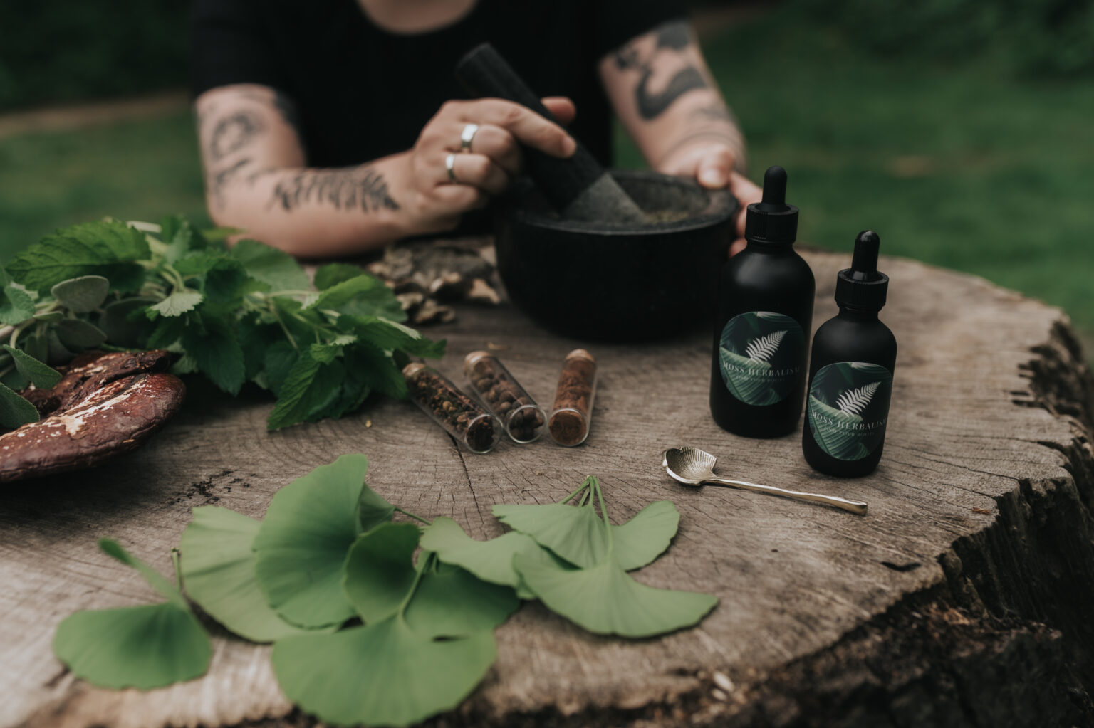 Ginkgo leaves, lemon balm and reishi on an old tree stump
