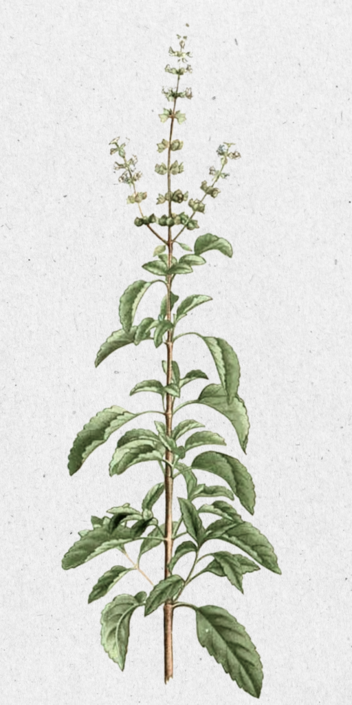 Tulsi botanical illustration