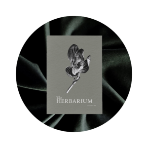 Cover of The Herbarium, a monthly print zine from Moss Herbalism
