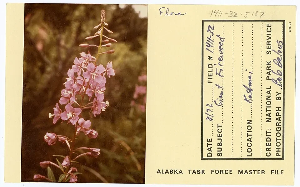 Giant_fireweed_-_DPLA_-_55eef1a25f48f61a0581f9298f8fbd5d Giant_fireweed_-_DPLA_-_55eef1a25f48f61a0581f9298f8fbd5d