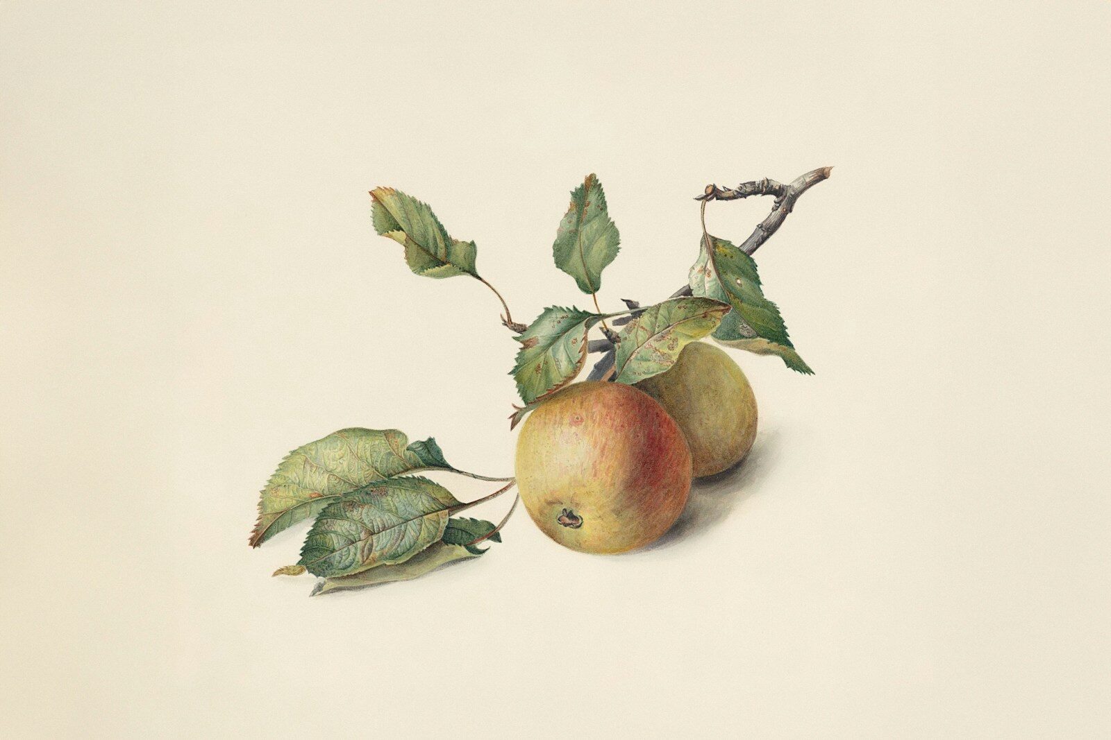 Two apples with leaves on a branch