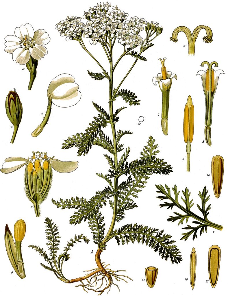Vintage Köhler botanical illustration of Achillea millefolium, yarrow