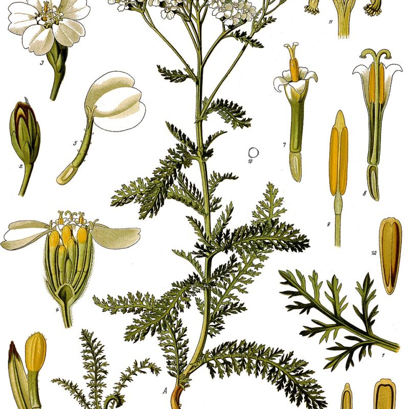 Vintage Köhler botanical illustration of Achillea millefolium, yarrow