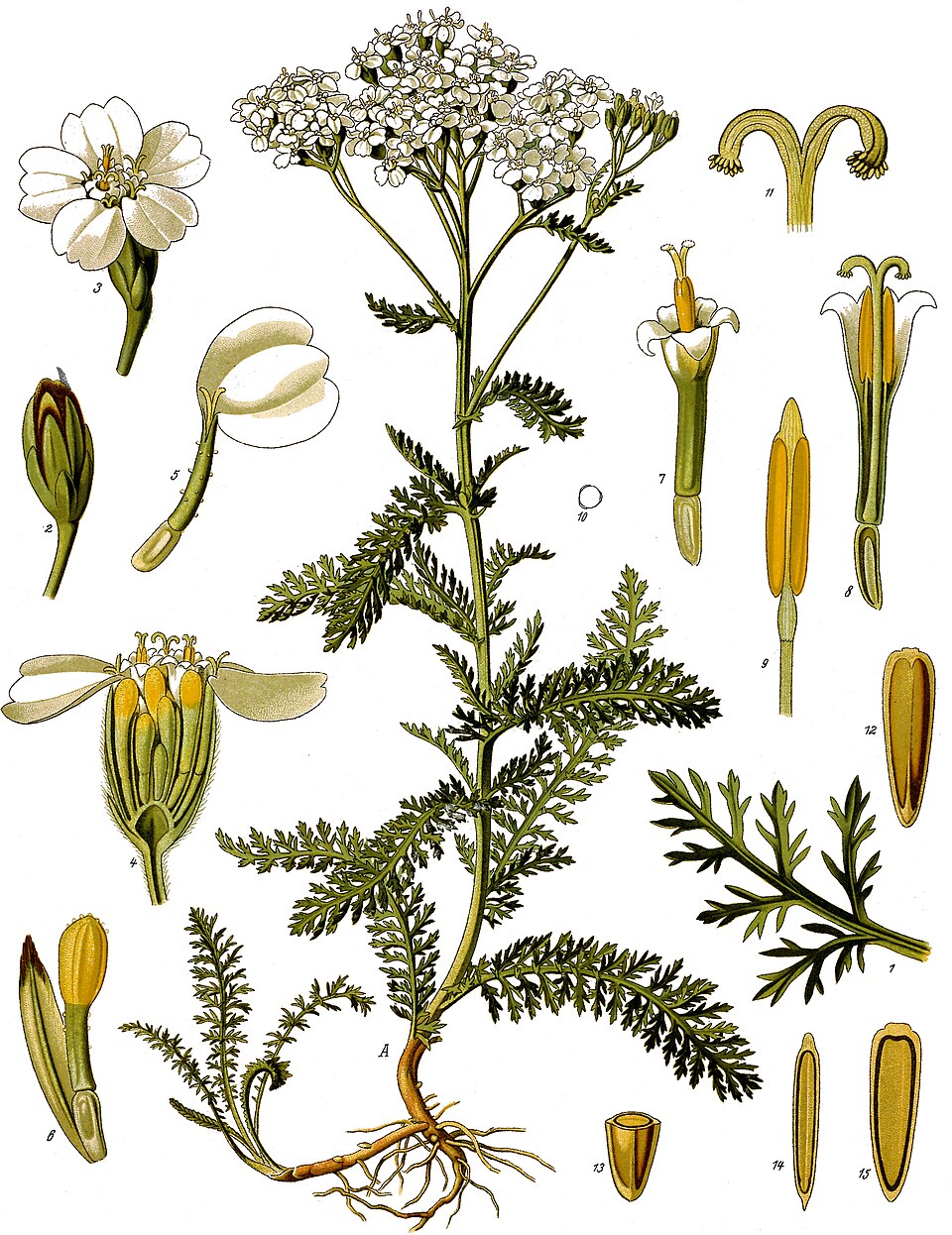 Vintage Köhler botanical illustration of Achillea millefolium, yarrow