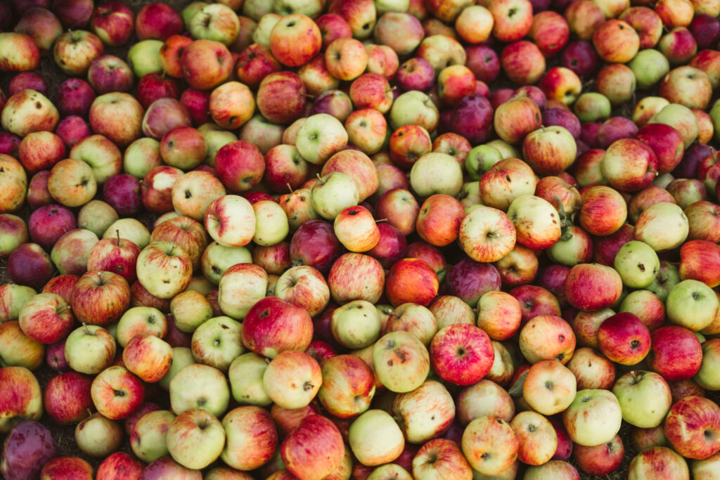 Apple tree with ripening fruit, used in traditional and clinical herbal medicine