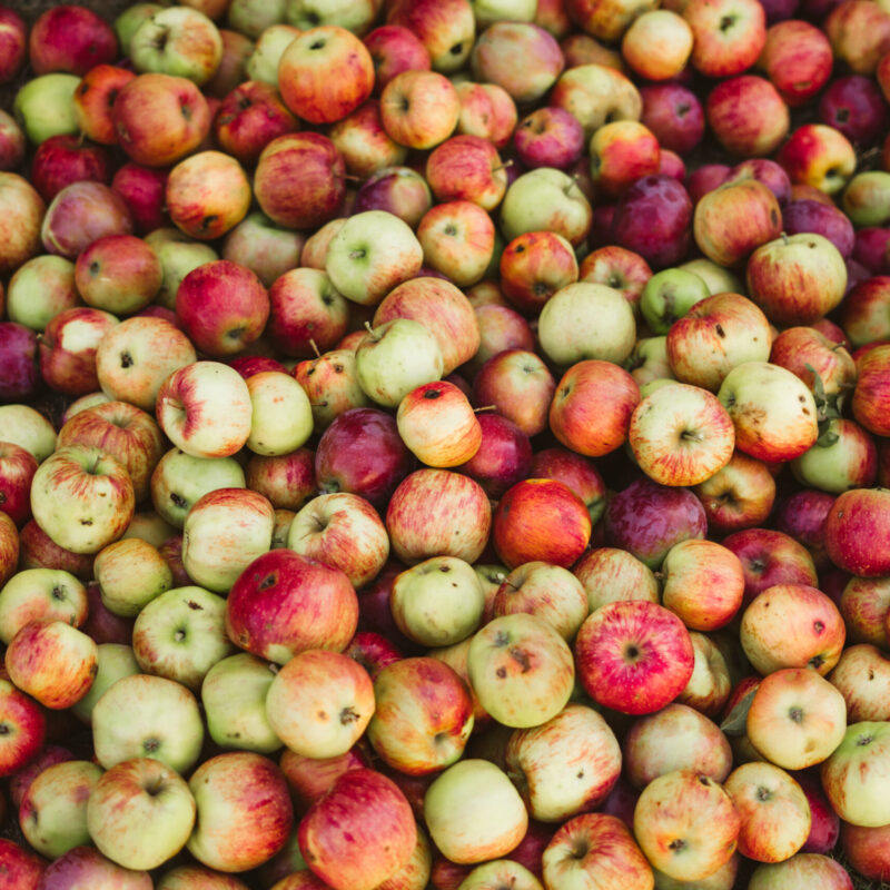 Apple tree with ripening fruit, used in traditional and clinical herbal medicine