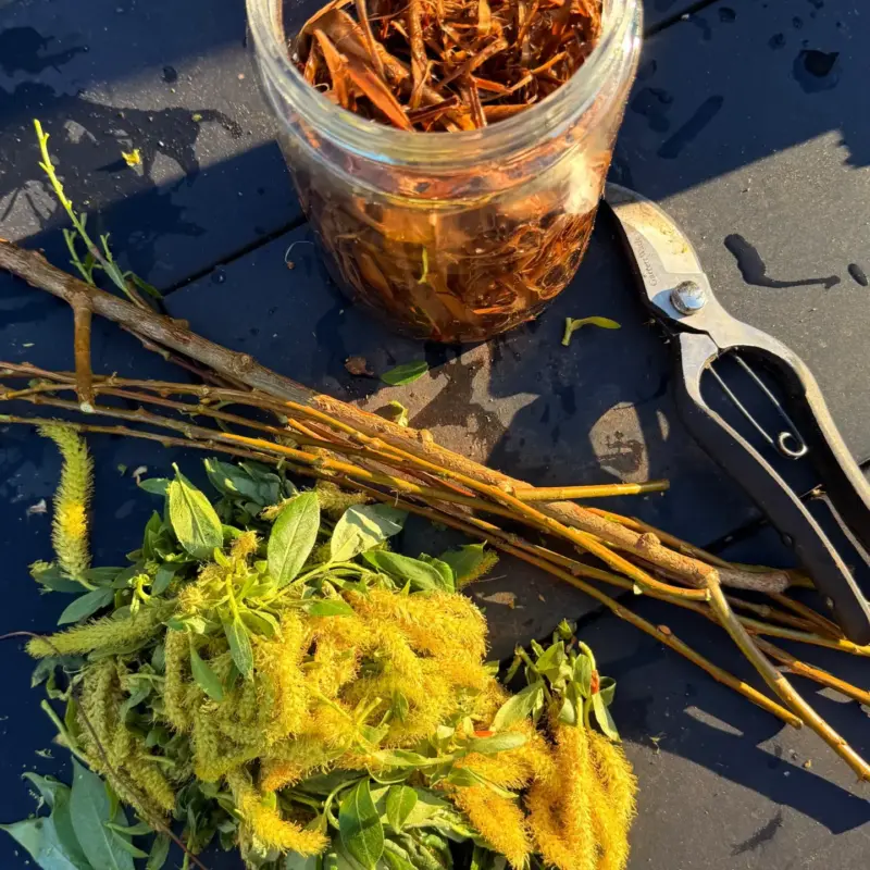 Willow branches prepared for making natural rooting hormone water, a plant-based propagation technique