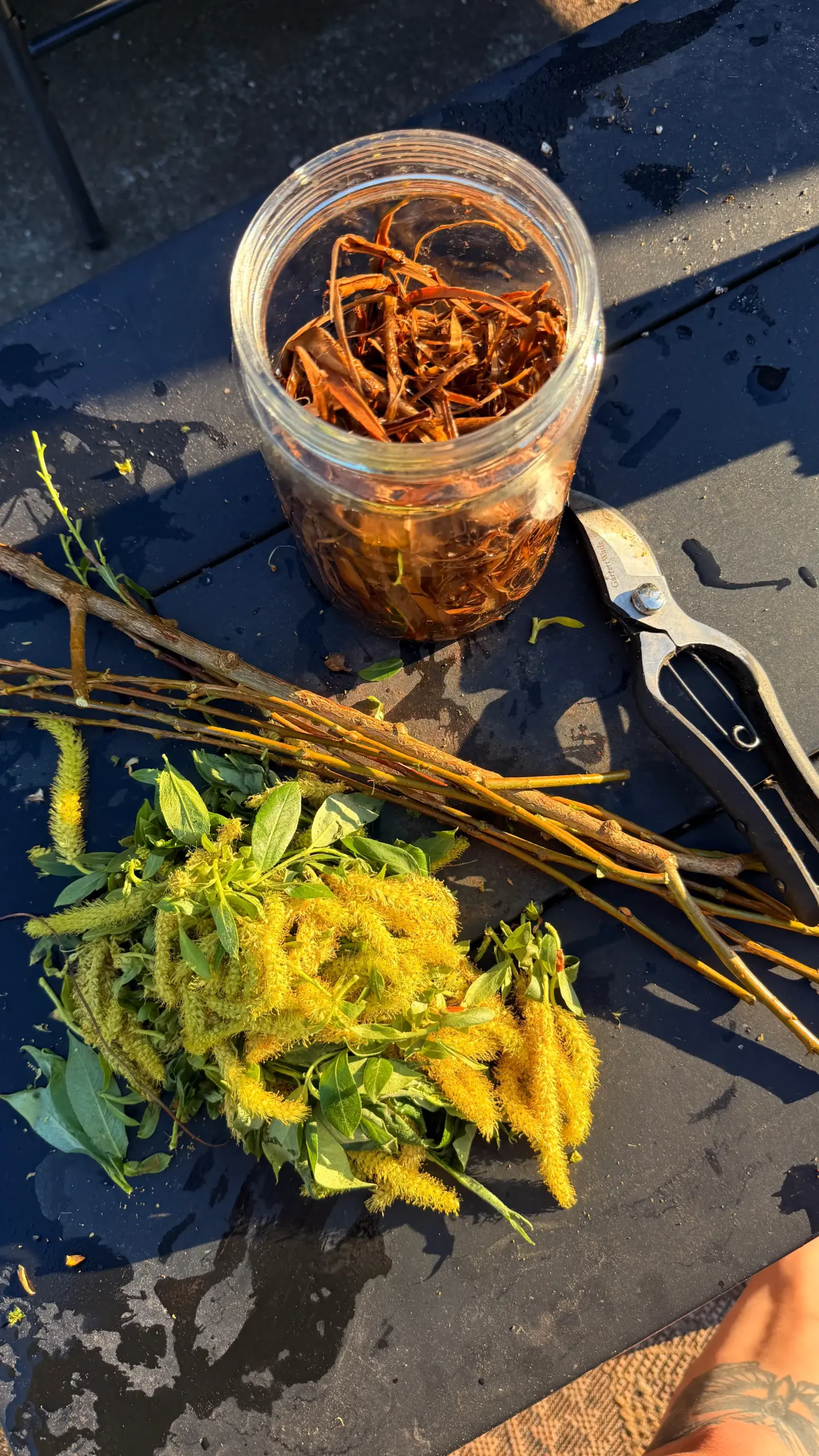 Willow branches prepared for making natural rooting hormone water, a plant-based propagation technique