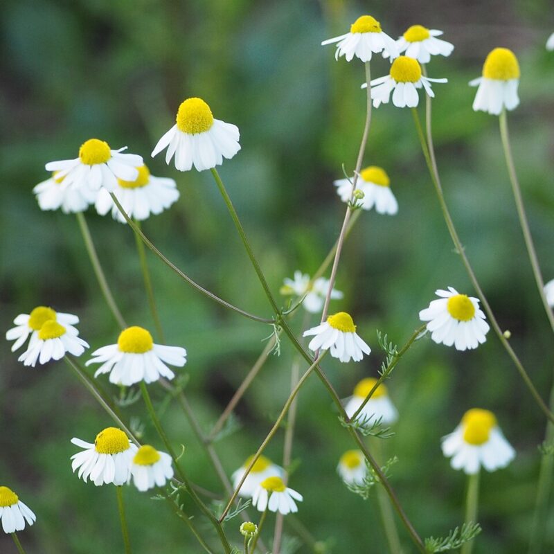 Chamomile flowers growing at the edge of a field