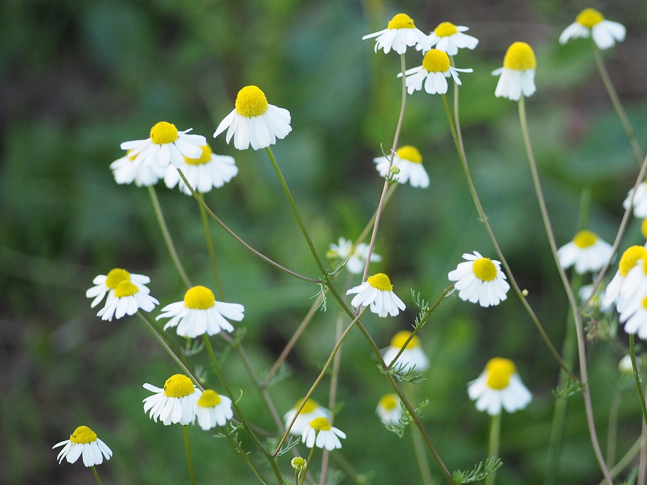 Chamomile flowers growing at the edge of a field