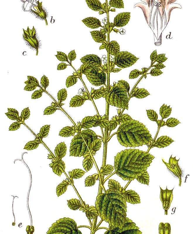 Historical botanical plate of Melissa officinalis (lemon balm) from Sturm’s Deutschlands Flora