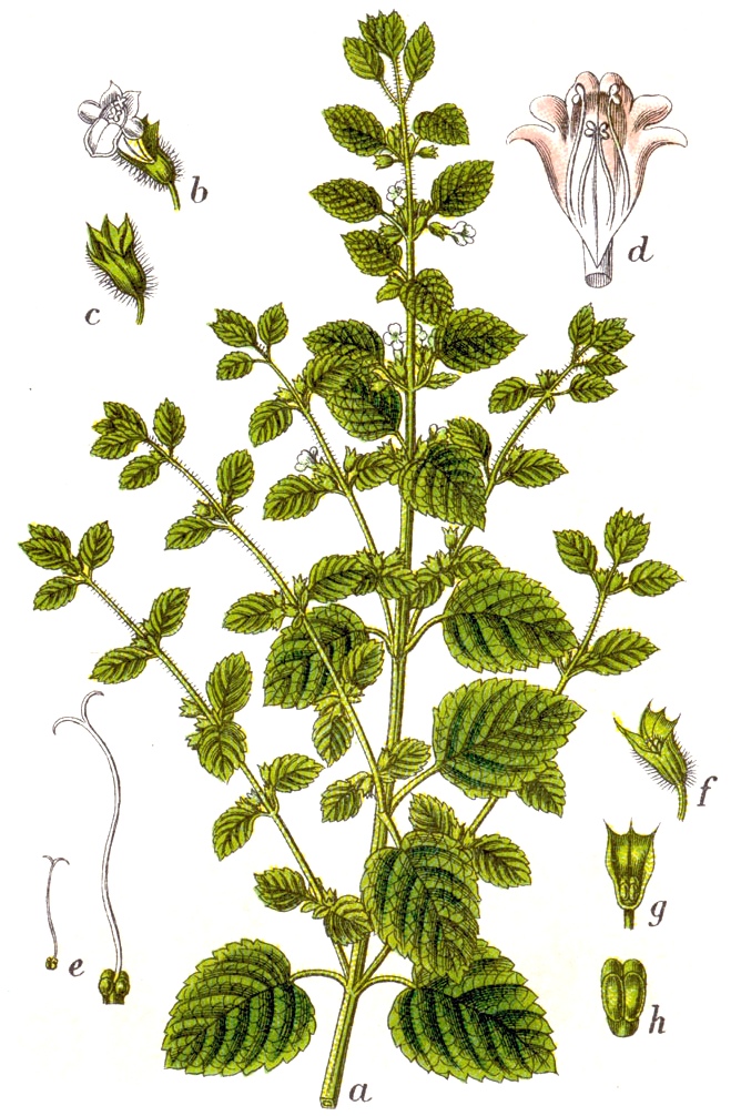 Historical botanical plate of Melissa officinalis (lemon balm) from Sturm’s Deutschlands Flora