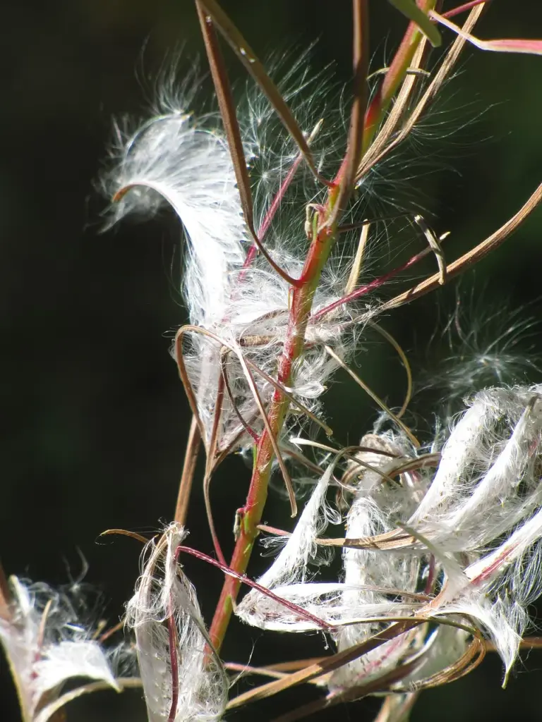 Fireweed seed heads releasing silky white seeds, a pioneer medicinal plant used traditionally for gastrointestinal and wound healing support