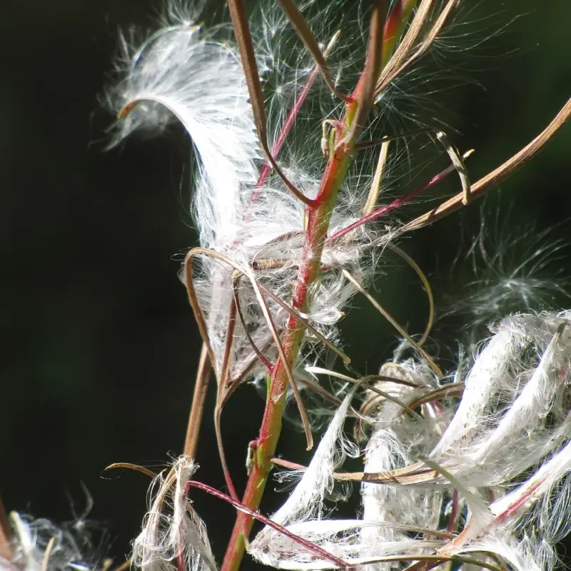 Fireweed seed heads releasing silky white seeds, a pioneer medicinal plant used traditionally for gastrointestinal and wound healing support