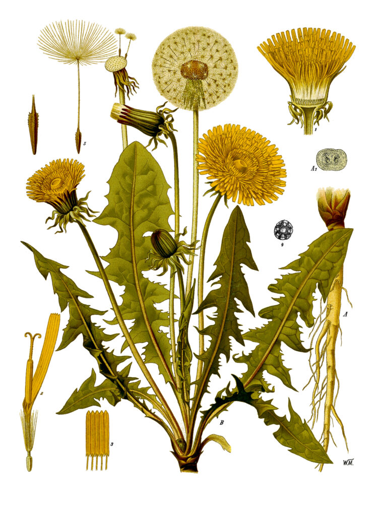 Vintage Köhler botanical illustration of Taraxacum officinale, dandelion