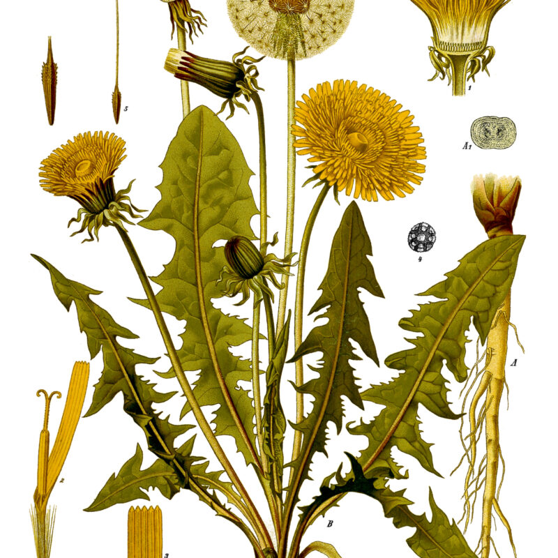 Vintage Köhler botanical illustration of Taraxacum officinale, dandelion