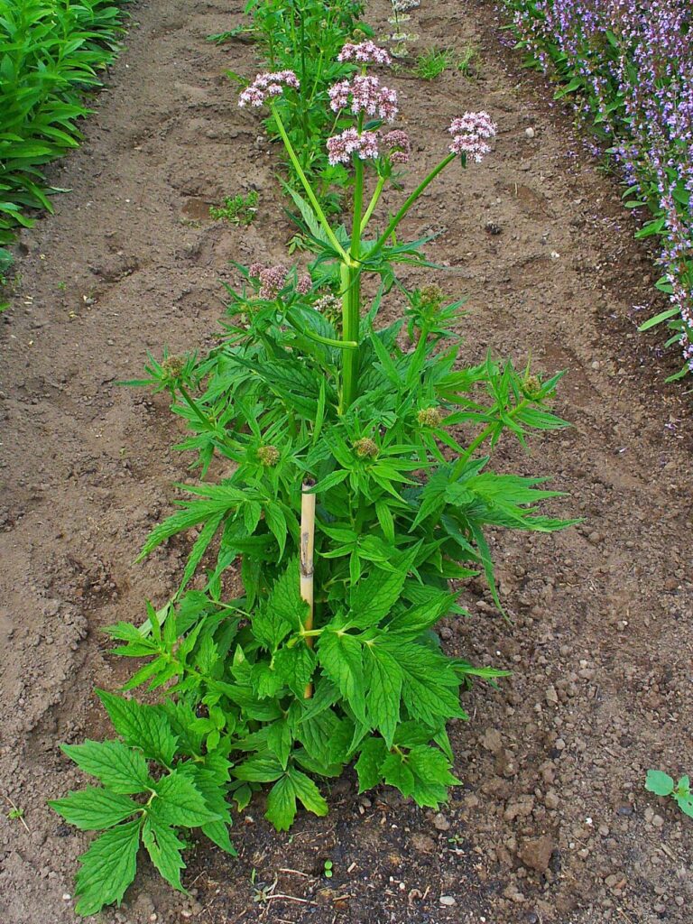 Valerian plant growing, tall stems with clusters of pale flowers