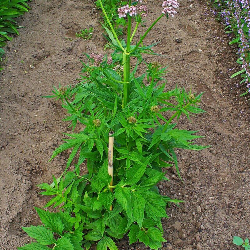 Valerian plant growing, tall stems with clusters of pale flowers